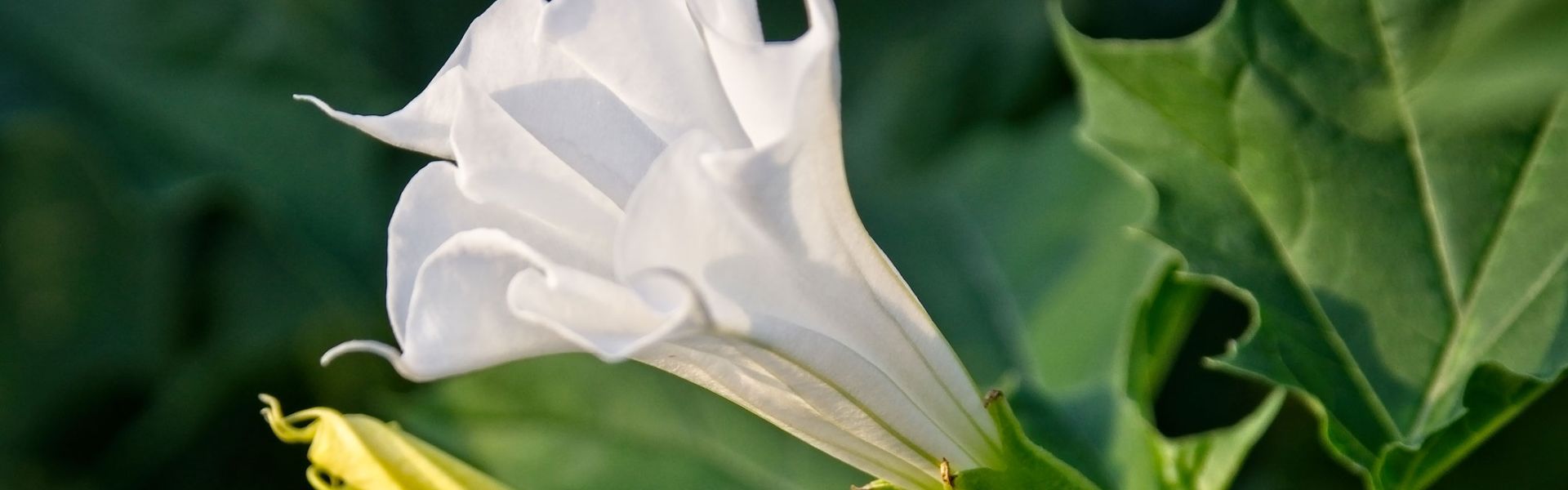 Datura